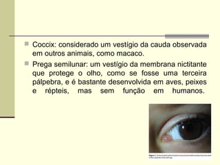  Coccix: considerado um vestígio da cauda observada 
em outros animais, como macaco. 
 Prega semilunar: um vestígio da membrana nictitante 
que protege o olho, como se fosse uma terceira 
pálpebra, e é bastante desenvolvida em aves, peixes 
e répteis, mas sem função em humanos. 
 