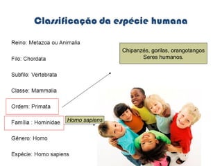 O ser humano 
Chipanzés, gorilas, orangotangos 
Seres humanos. 
Homo sapiens 
 