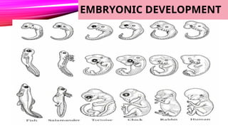 Evidences of Evolution- Science 10 Power | PPTX