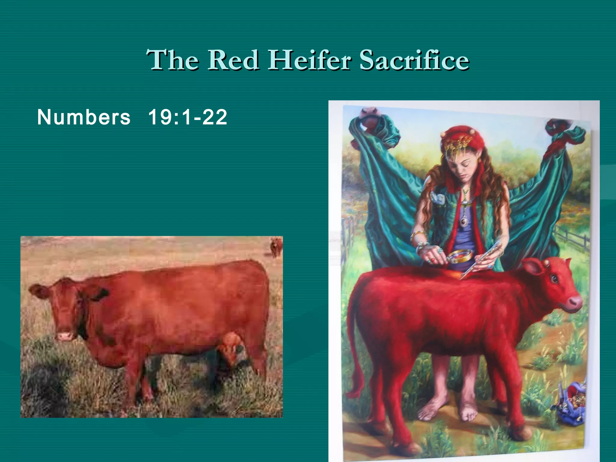 The Red Heifer SacrificeThe Red Heifer Sacrifice
Numbers 19:1-22
 