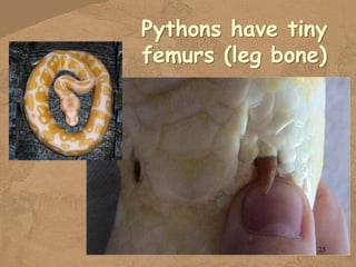 Evidence-of-Evolution.pptx Evolution is a key unifying principle in ...