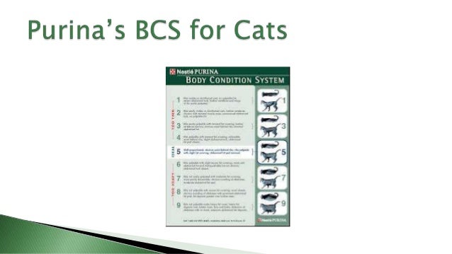 weight management in pets 2014 how we can help them feel purina cat weight chart