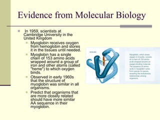 Evidence For Evolution | PPT
