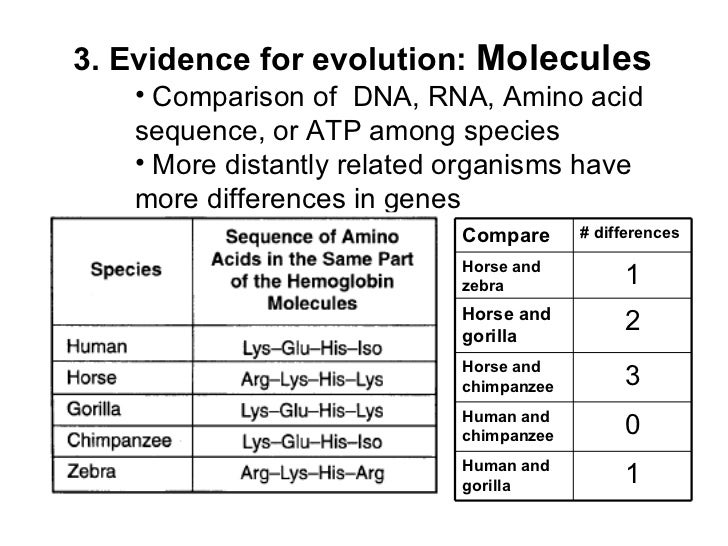 Evidence For Evolution