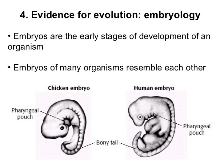 Evidence For Evolution