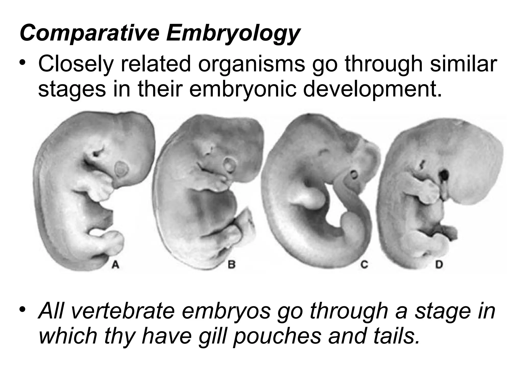 Comparative Embryology
• Closely related organisms go through similar
stages in their embryonic development.
• All vertebrate embryos go through a stage in
which thy have gill pouches and tails.
 