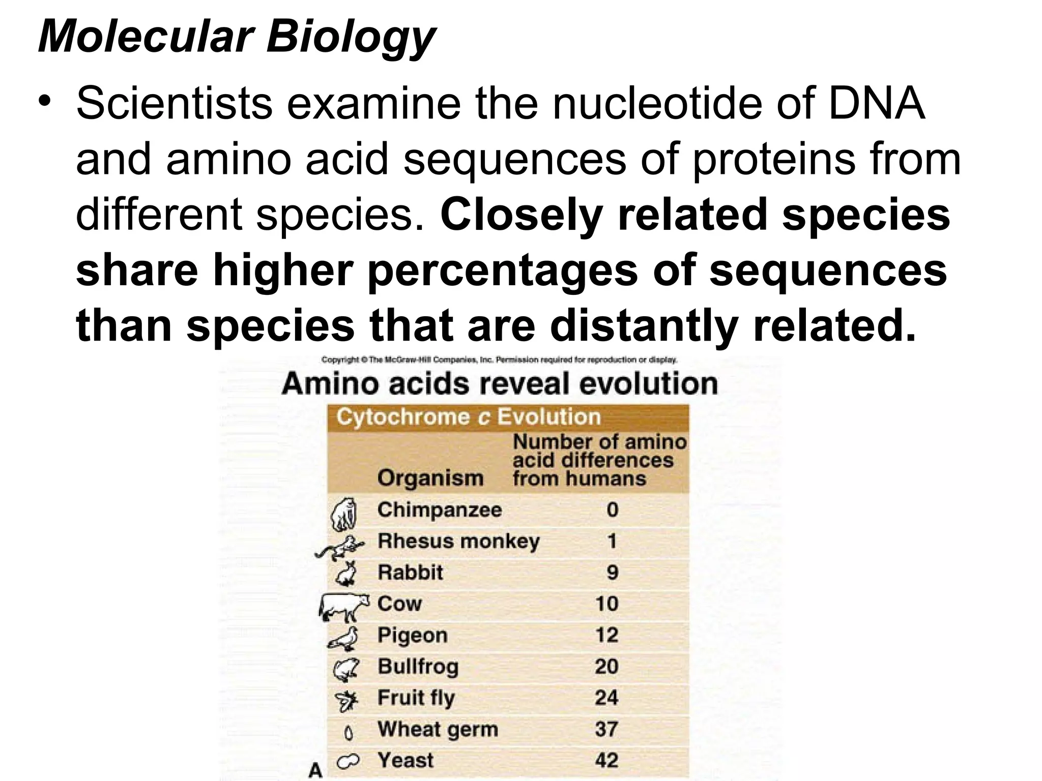 Molecular Biology
• Scientists examine the nucleotide of DNA
and amino acid sequences of proteins from
different species. Closely related species
share higher percentages of sequences
than species that are distantly related.
 