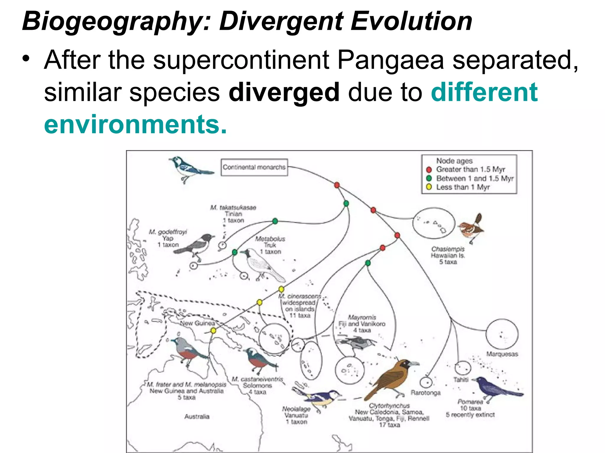 Biogeography: Divergent Evolution
• After the supercontinent Pangaea separated,
similar species diverged due to different
environments.
 