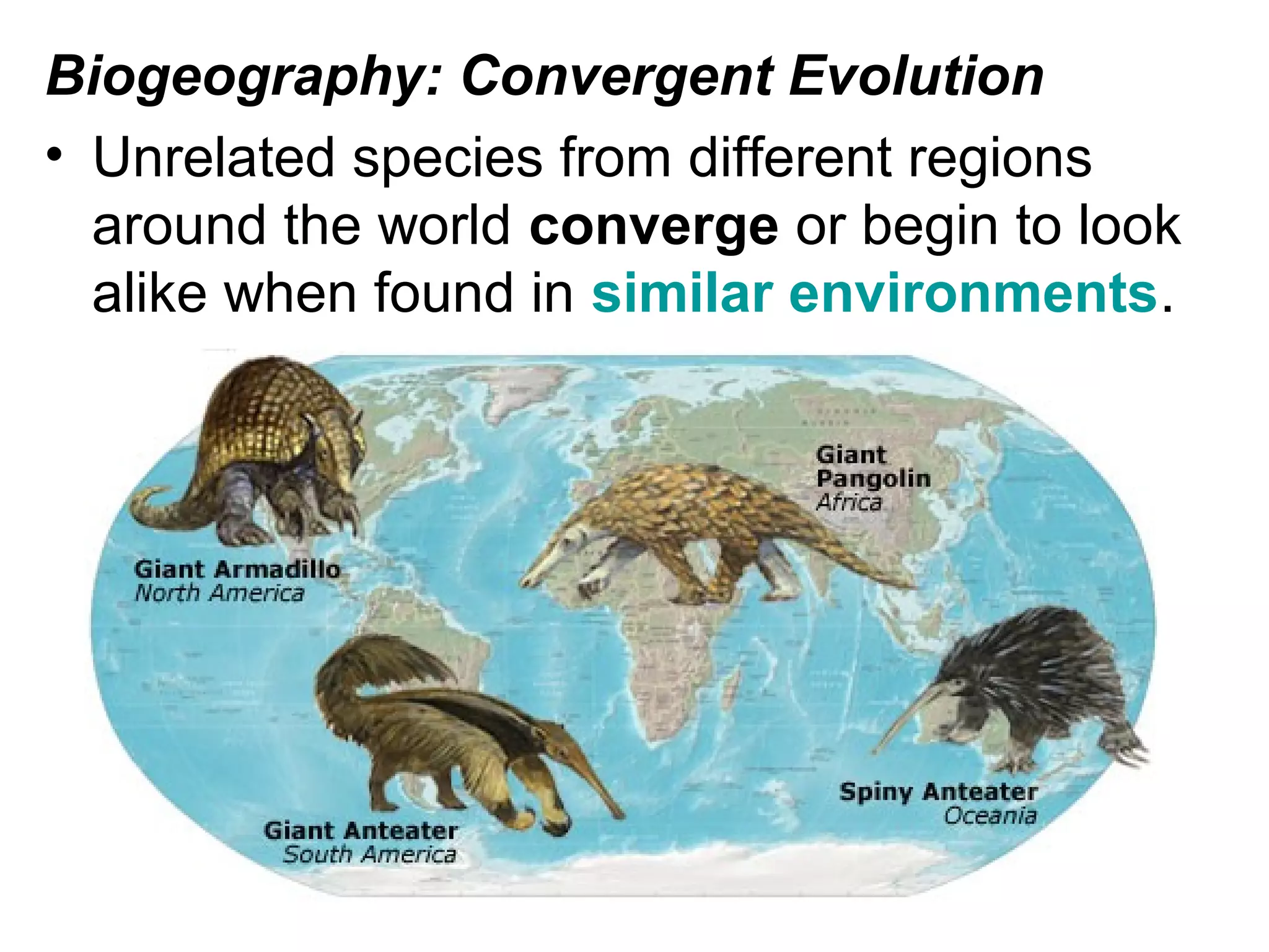 Biogeography: Convergent Evolution
• Unrelated species from different regions
around the world converge or begin to look
alike when found in similar environments.
 