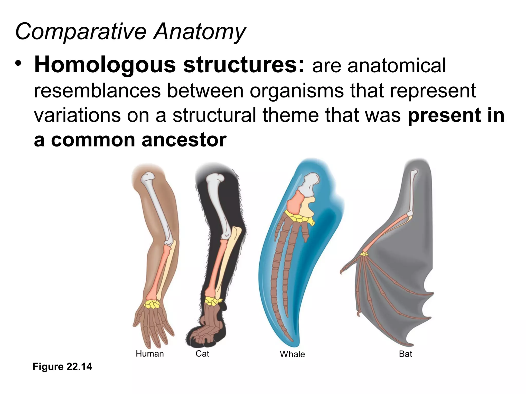 Comparative Anatomy
• Homologous structures: are anatomical
resemblances between organisms that represent
variations on a structural theme that was present in
a common ancestor
Figure 22.14
Human Cat Whale Bat
 