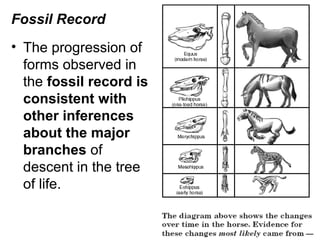Fossil Record
• The progression of
forms observed in
the fossil record is
consistent with
other inferences
about the major
branches of
descent in the tree
of life.
 