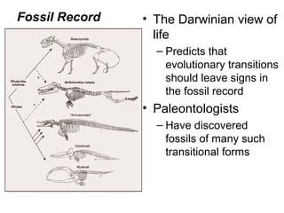 • The Darwinian view of
life
– Predicts that
evolutionary transitions
should leave signs in
the fossil record
• Paleontologists
– Have discovered
fossils of many such
transitional forms
Fossil Record
 