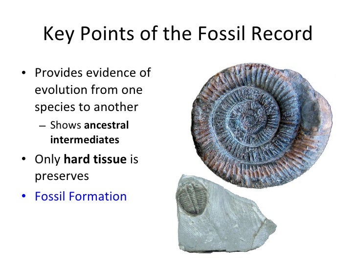 fossil records as evidence for evolution