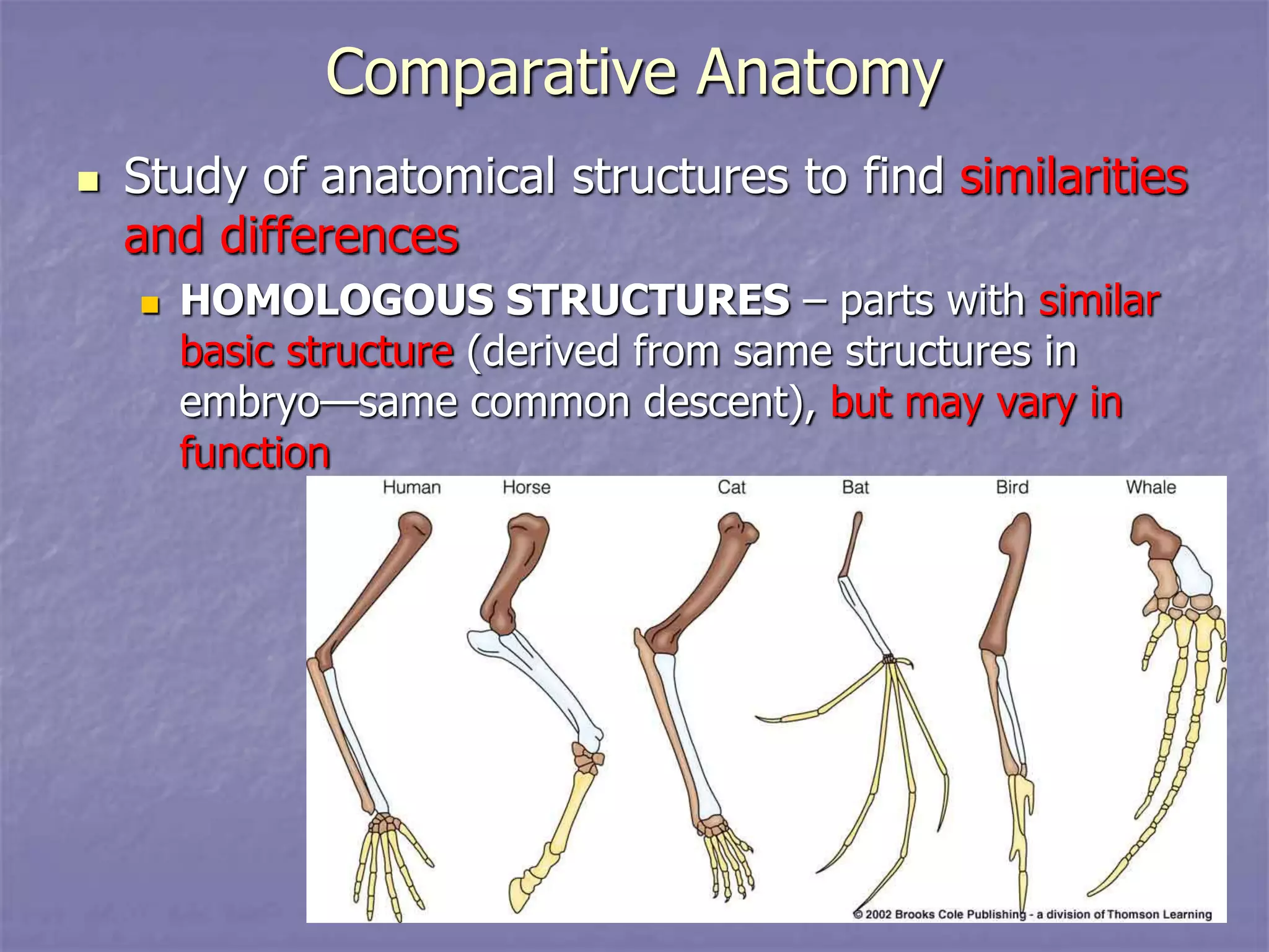 Comparative Anatomy
 Study of anatomical structures to find similarities
and differences
 HOMOLOGOUS STRUCTURES – parts with similar
basic structure (derived from same structures in
embryo—same common descent), but may vary in
function
 