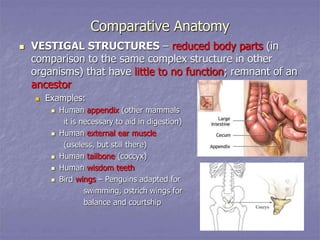 Comparative Anatomy
 VESTIGAL STRUCTURES – reduced body parts (in
comparison to the same complex structure in other
organisms) that have little to no function; remnant of an
ancestor
 Examples:
 Human appendix (other mammals
it is necessary to aid in digestion)
 Human external ear muscle
(useless, but still there)
 Human tailbone (coccyx)
 Human wisdom teeth
 Bird wings – Penguins adapted for
swimming, ostrich wings for
balance and courtship
 