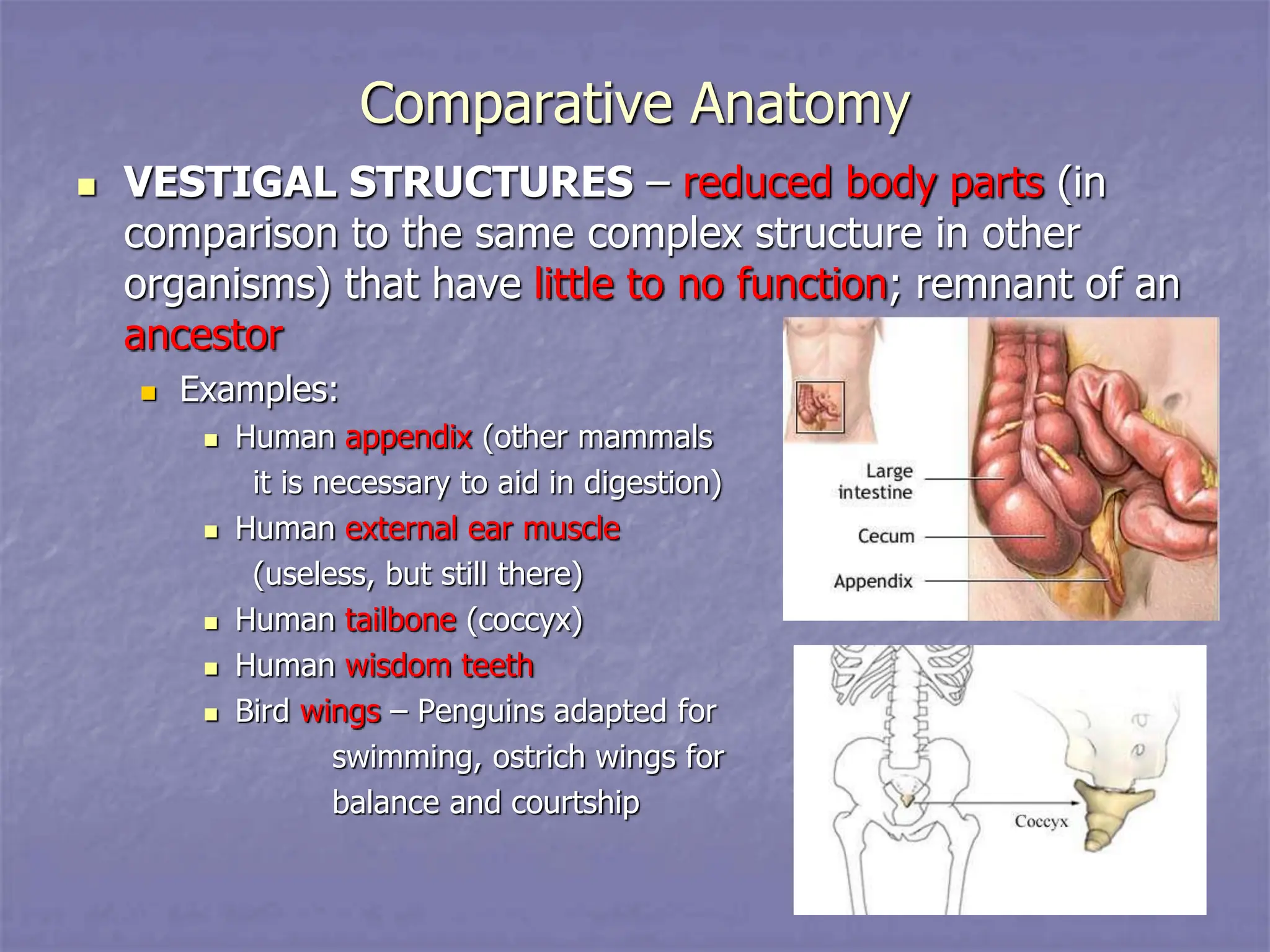 Comparative Anatomy
 VESTIGAL STRUCTURES – reduced body parts (in
comparison to the same complex structure in other
organisms) that have little to no function; remnant of an
ancestor
 Examples:
 Human appendix (other mammals
it is necessary to aid in digestion)
 Human external ear muscle
(useless, but still there)
 Human tailbone (coccyx)
 Human wisdom teeth
 Bird wings – Penguins adapted for
swimming, ostrich wings for
balance and courtship
 