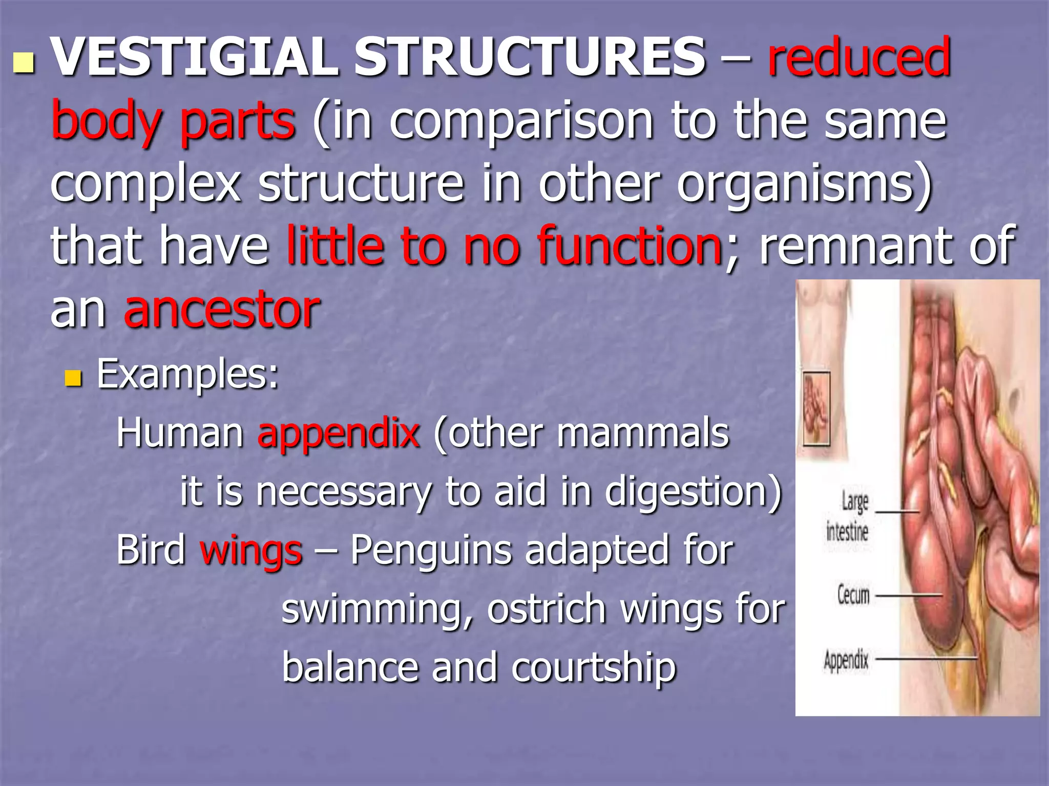  VESTIGIAL STRUCTURES – reduced
body parts (in comparison to the same
complex structure in other organisms)
that have little to no function; remnant of
an ancestor
 Examples:
Human appendix (other mammals
it is necessary to aid in digestion)
Bird wings – Penguins adapted for
swimming, ostrich wings for
balance and courtship
 
