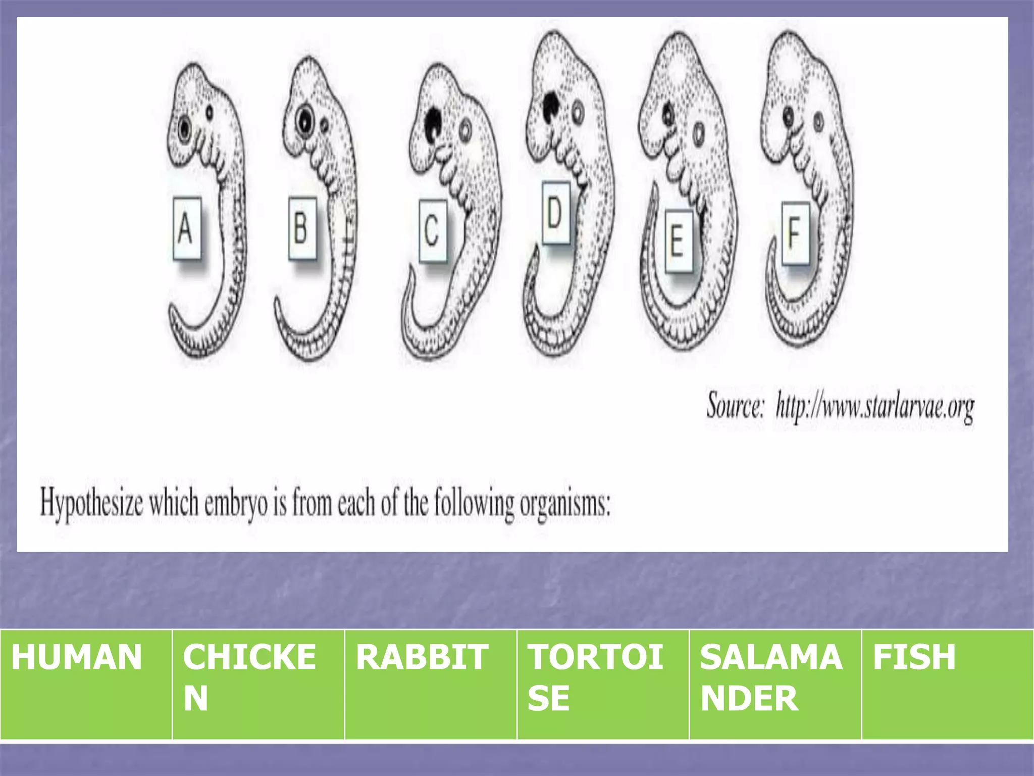 HUMAN CHICKE
N
RABBIT TORTOI
SE
SALAMA
NDER
FISH
 