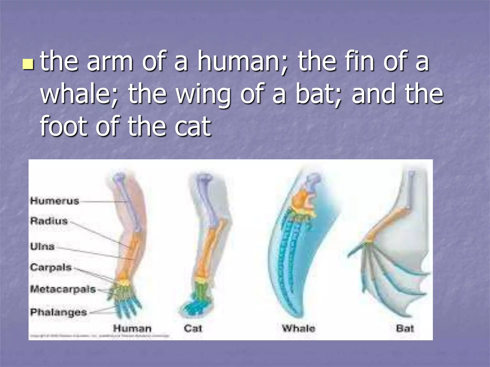  the arm of a human; the fin of a
whale; the wing of a bat; and the
foot of the cat
 