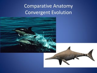 Evidence of evolution updated | PPT