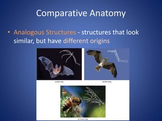 Comparative Anatomy
• Analogous Structures - structures that look
similar, but have different origins
 