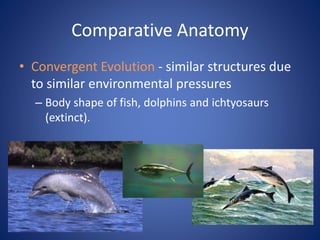 Comparative Anatomy
• Convergent Evolution - similar structures due
to similar environmental pressures
– Body shape of fish, dolphins and ichtyosaurs
(extinct).
 