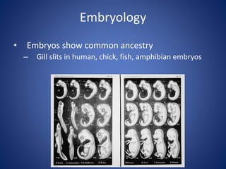 Embryology
• Embryos show common ancestry
– Gill slits in human, chick, fish, amphibian embryos
 