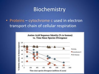 Biochemistry
• Proteins – cytochrome c used in electron
transport chain of cellular respiration
 