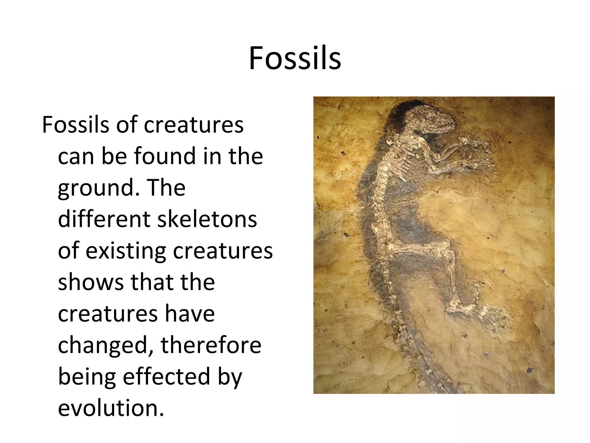 Evidence of evolution biology | PPT