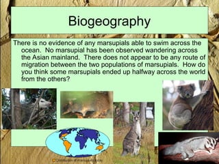 Biogeography
There is no evidence of any marsupials able to swim across the
ocean. No marsupial has been observed wandering across
the Asian mainland. There does not appear to be any route of
migration between the two populations of marsupials. How do
you think some marsupials ended up halfway across the world
from the others?
 