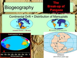 Biogeography
Continental Drift + Distribution of Marsupials
 