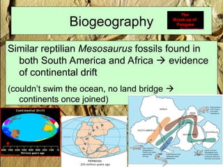 Biogeography
Similar reptilian Mesosaurus fossils found in
both South America and Africa  evidence
of continental drift
(couldn’t swim the ocean, no land bridge 
continents once joined)
 