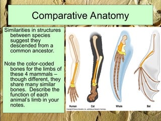 Comparative Anatomy
Similarities in structures
between species
suggest they
descended from a
common ancestor.
Note the color-coded
bones for the limbs of
these 4 mammals –
though different, they
share many similar
bones. Describe the
function of each
animal’s limb in your
notes.
 