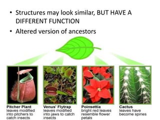 • Structures may look similar, BUT HAVE A
  DIFFERENT FUNCTION
• Altered version of ancestors
 