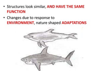 • Structures look similar, AND HAVE THE SAME
  FUNCTION
• Changes due to response to
  ENVIRONMENT, nature shaped ADAPTATIONS
 