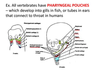 Ex. All vertebrates have PHARYNGEAL POUCHES
– which develop into gills in fish, or tubes in ears
that connect to throat in humans
 