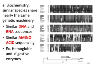 e. Biochemistry:
similar species share
nearly the same
genetic machinery
• Similar DNA and
  RNA sequences
• Similar AMINO
  ACID sequencing
• Ex. Hemoglobin
  and digestive
  enzymes
 