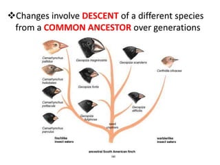 Changes involve DESCENT of a different species
 from a COMMON ANCESTOR over generations
 