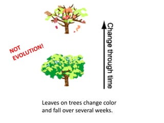Leaves on trees change color
and fall over several weeks.
 