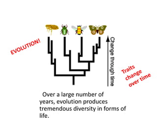 Over a large number of
years, evolution produces
tremendous diversity in forms of
life.
 