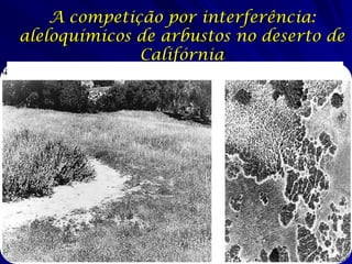 A competição por interferência:
aleloquímicos de arbustos no deserto de
              Califórnia
Close-up view
 