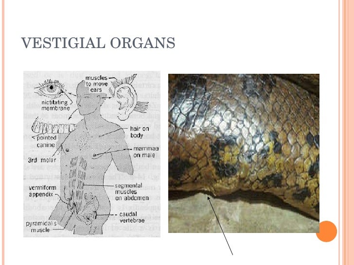free download vestigial structures