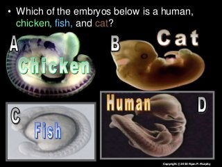 • Which of the embryos below is a human,
chicken, fish, and cat?
Human
Copyright © 2010 Ryan P. Murphy
 