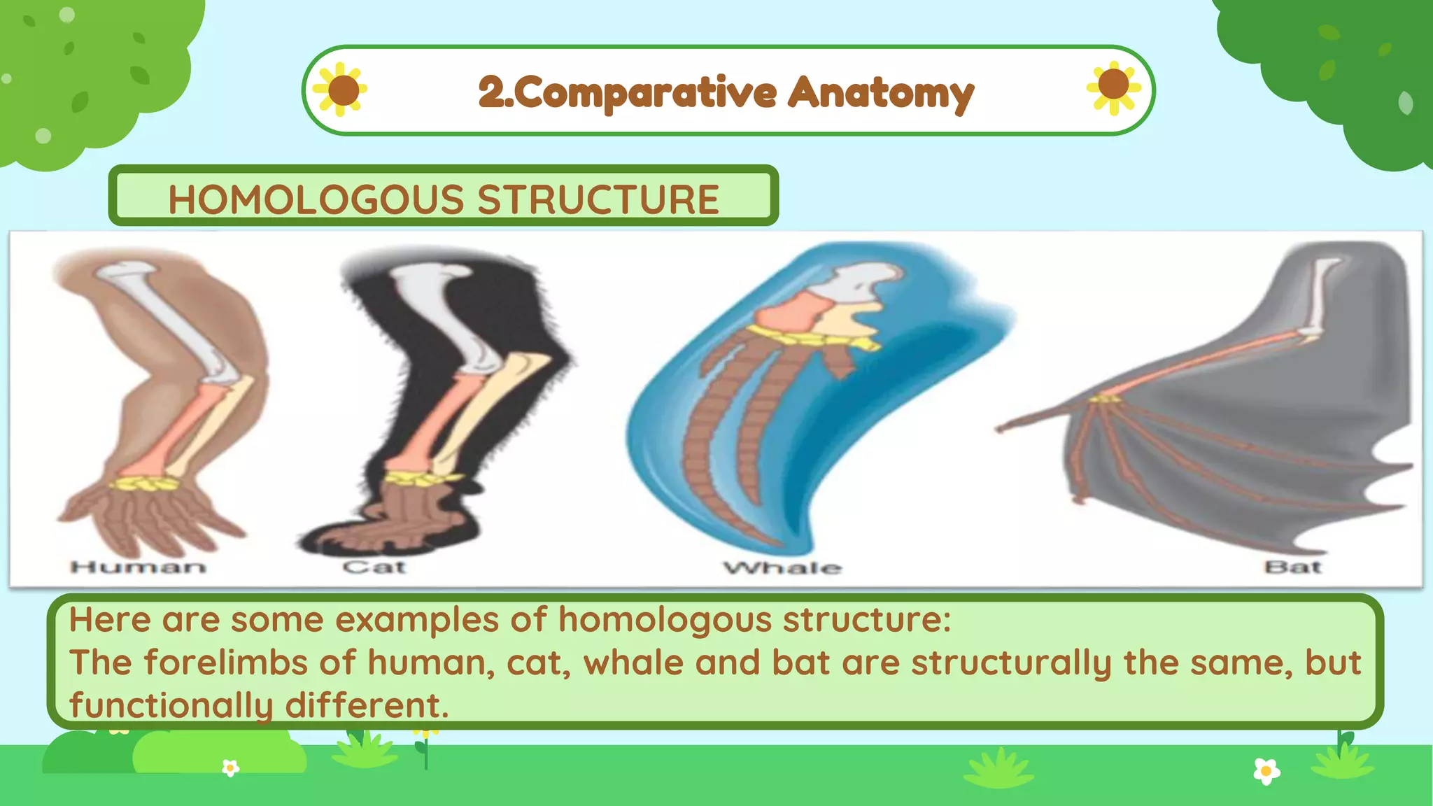 2.Comparative Anatomy
HOMOLOGOUS STRUCTURE
.
Here are some examples of homologous structure:
The forelimbs of human, cat, whale and bat are structurally the same, but
functionally different.
 