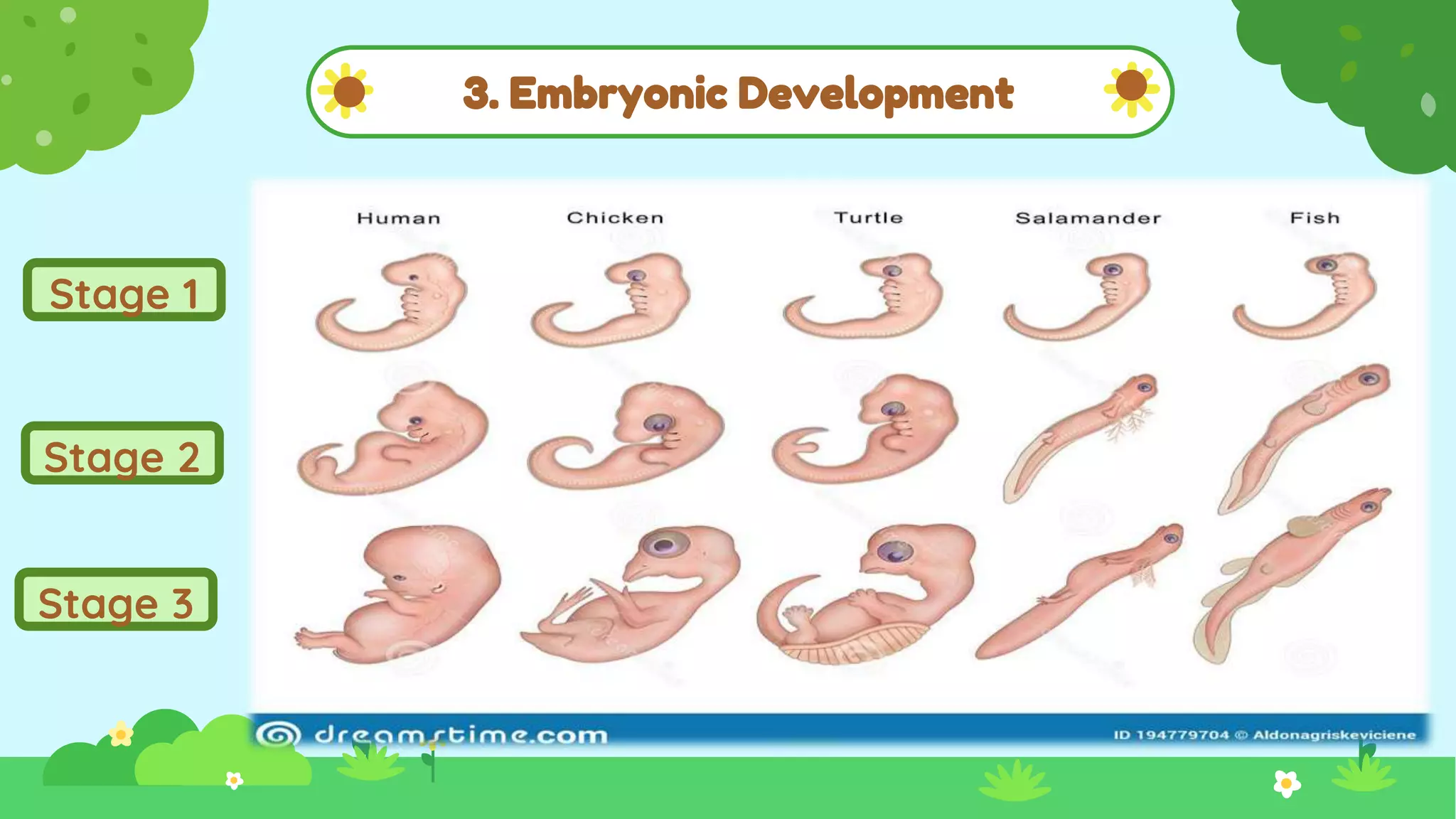 3. Embryonic Development
Stage 1
Stage 2
Stage 3
 