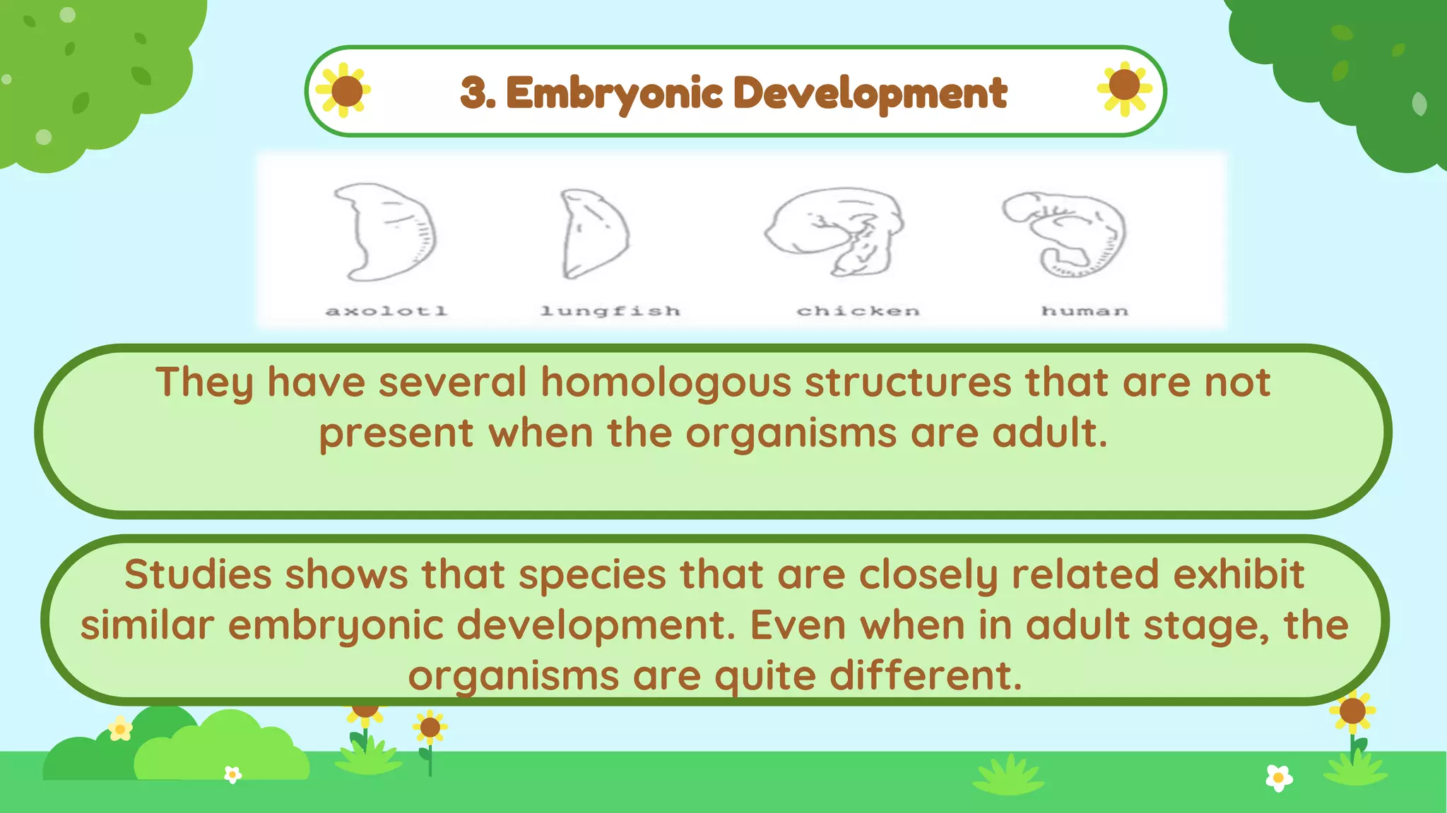 3. Embryonic Development
They have several homologous structures that are not
present when the organisms are adult.
Studies shows that species that are closely related exhibit
similar embryonic development. Even when in adult stage, the
organisms are quite different.
 