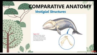 Science 10: Quarter 4 Evidences of Evolution.pptx