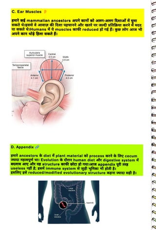 C. Ear Muscles
<br>
FHR H mammalian ancestors ru hr re-4T AT
<br>
T
HGd IHumans muscles reduced TI T
ft
<br>
nd
<br>
Auricularis
<br>
superior muscle
<br>
Temporoparietal
<br>
fascia
<br>
Anterior
<br>
4.1 cm
<br>
D. Appendix
<br>
Central
<br>
4.5 cm
<br>
Width
<br>
4.9 cm
<br>
Smal
<br>
intestine
<br>
Posterior
<br>
4.0 cm
<br>
FHTR ancestors diet plant materialt process t fay cecum
<br>
GI HBayuf TIEvolution human diet str digestive system
<br>
t
<br>
useless Himmune system t yft ft
gt t1
<br>
zefa gà reduced/modified evolutionary structure hg IGI H I
<br>
Large
<br>
irtestine
<br>
Appendix
<br>
 