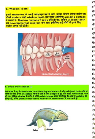 E. Wisdom Teeth
<br>
irrt molars rt wisdom teeth 3 HHT Gfaftti grinding surface
<br>
¿ Hehà ti Modern humans jaws stt
<br>
F. Whale Pelvic Bones
<br>
1st
<br>
Molar
<br>
Pelvis
<br>
Tg, afari wisdom teeth
<br>
2nd
<br>
Molar
<br>
Femur
<br>
3rd
<br>
Molar
<br>
Impacted wisdom teeth
<br>
Whales g
ancestors land-dwelling mammals str TTthind limbs atà I
<br>
HHY TY T4h ancestors qTti t farg adapted g sir aigt hind limbs 4a
<br>
t Tqi whales erâr â pelvic bones TGT f tg ti aTGT walking
<br>
fary i, afees yerd: reproductive muscles attachment q nt žI
<br>
 