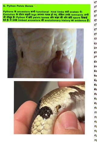 G. Python Pelvic Bones e
<br>
Pythons ancestors ft functional hind limbs are snakes
<br>
Evolution r agT legsTT IYT B Tg,
fah 3T remnants rft
<br>
sft ggI Python st pelvic bones atr ag tr sit spurs far
<br>
<t it limbed ancestors â evolutionary history i evidence
<br>
 